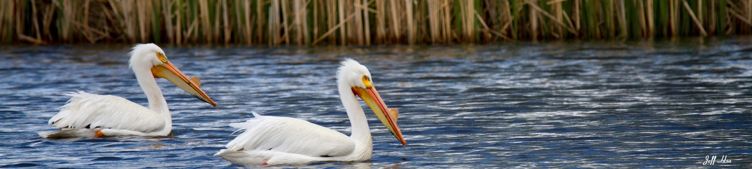 Pelicans in the marsh